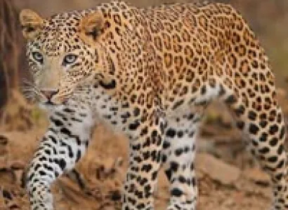 Short Escape to Saputara Tour