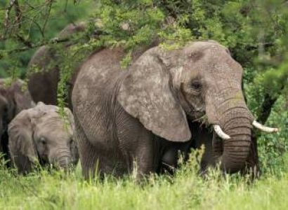 Tarangire National Park Day Trip