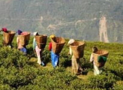 Beautiful Darjeeling Gangtok Tour