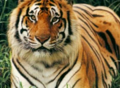 Namdapha National Park Tour 8 NIGHTS 7 DAYS