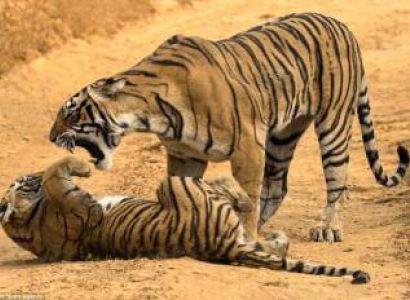 Khajuraho Temple with Tiger Safari in India Tour