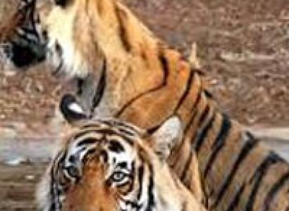 Wildlife Tour of Rajasthan 07 nights 08 days