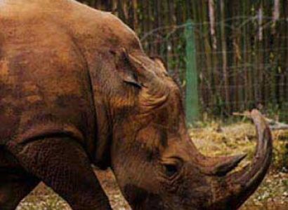 10 Days Rwanda,Kenya and Tanzania Safari Package