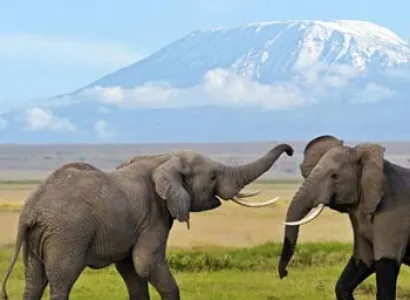 12 Days Kenya and Tanzania Safari Package