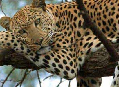 10 Days Kenya and Tanzania Safari Package