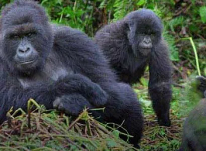 Uganda Gorilla and Game Safari Package