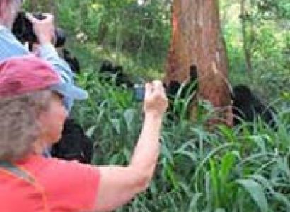 3 Nights/4 Days Uganda Gorilla Trek Tour P_ackage