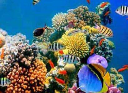 Havelock Beach Fun Tour