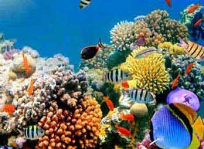 Mesmerising Andaman’s Tour