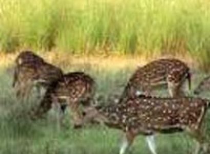 Natural wonders in Madhya Pradesh Tour