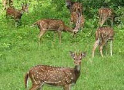 Wildlife Tour Of Chhattisgarh