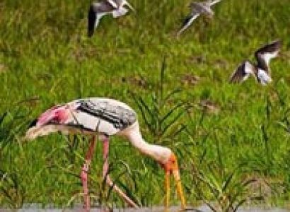 Bird Watching Tour Of Odisha Tour