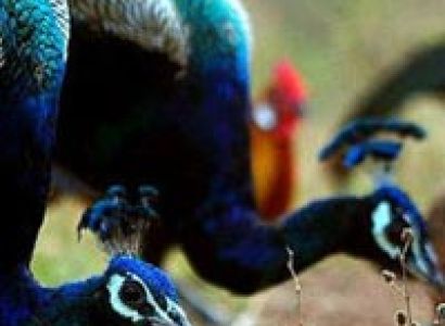 Debrigarh Wildlife Sanctuary Tour