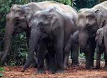 Kuldiha  Wildlife Sanctuary Tour