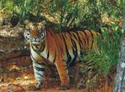Satkosia Wildlife Sanctuary Tour