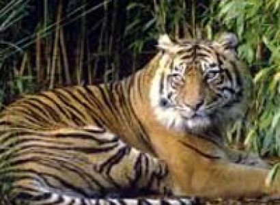 The Tiger’s Heaven Tour