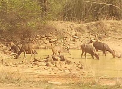 Wildlife Adventure Tour In Odisha (Orissa)