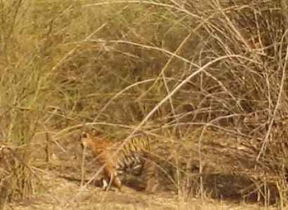 The Tiger’s Heaven Tour