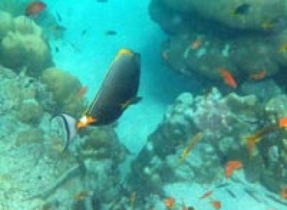 Jolly Buoy / Red Skin Tour