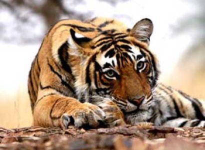 Rajasthan Tiger Tour