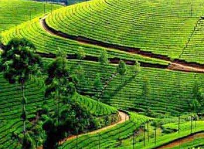 Ooty Coorg Hills With Wayanad Tour