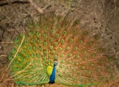 Pench National Park Tour