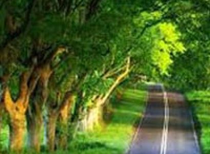 Dzukou Valley & Japfu Peak Trek, Nagaland