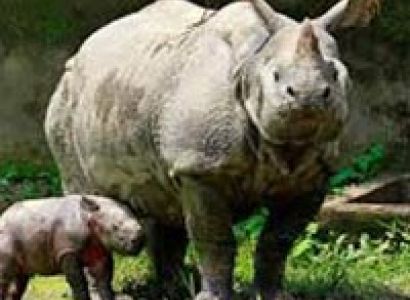 Sangai & Hornbill Festival Nagaland 2017