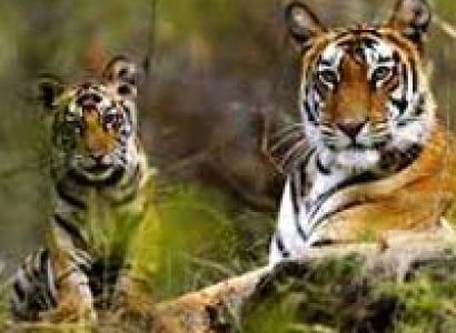 Kanha Nagpur Tour Package