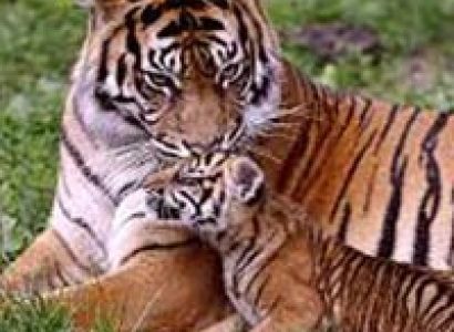 Short Escape to Corbett Tour