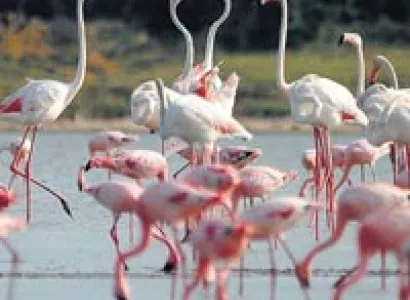 Wildlife and Heritage of Gujarat Tour