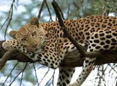 Gujarat Wildlife Tour - Ii (10N/11D)