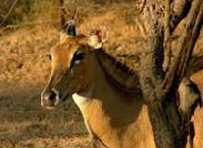 Wildlife & Beach Tour Of Gujarat (4Nights / 5Days)