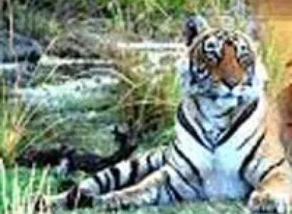 Rajasthan Wildlife Safari Tour