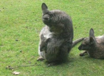 Australia & New Zealand The Easy Way Tour