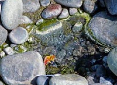 Marvellous Himachal Tour