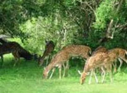 Sri Lanka 5N 6D Tour