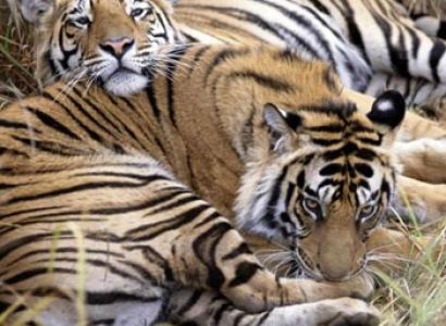 Tiger Photography in Bandhavgarh National Park Tour