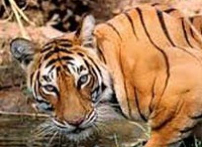 Mysterious Sunderbans Tour