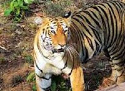 Tadoba – The Land of Tiger Tour