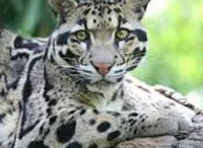 Namdapha National Park Tour