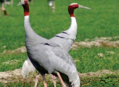 Birding in Assam Tour