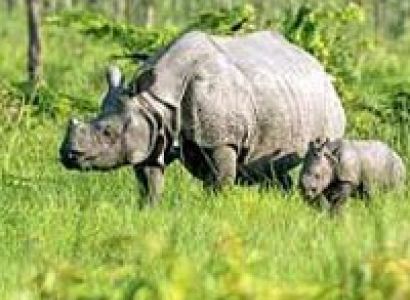 Kaziranga 2 Nights/3 Da Tour