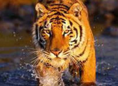 Sunderbans Cruise Tour