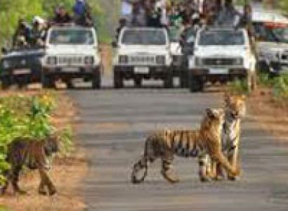 Sundarban Forest safari with Kolkata city Tour