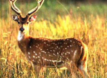 Short Escape to Sunderbans Tour