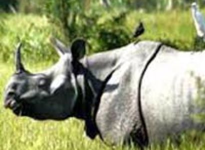 Kaziranga Tour Package