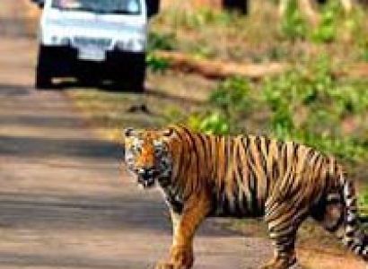 Madhya Pradesh Wildlife Tour