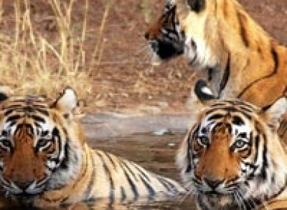 Short Escape to Kanha Tour