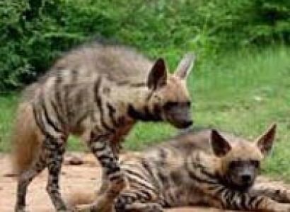 Golden Triangle Tour with Wildlife